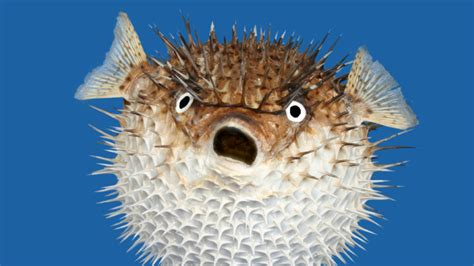 Are puffer fish cold blooded .